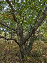 Quercus velutina