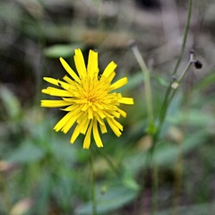 Hieracium