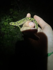 Triturus marmoratus