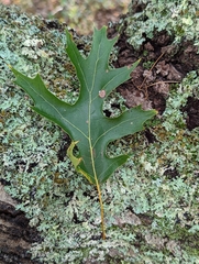Quercus velutina
