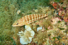 Serranus cabrilla