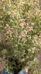 Baccharis salicina