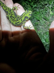 Triturus marmoratus