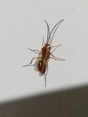 Ponerinae