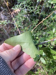 Smilax auriculata
