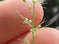 Setaria liebmannii