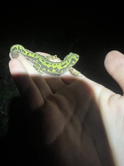 Triturus marmoratus