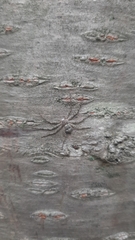 Philodromus margaritatus