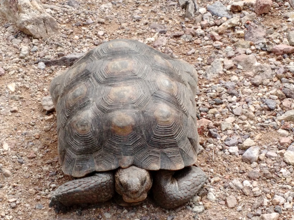 Sonoran Desert Tortoise in September 2015 by Audrey Kremer. Tortoise ...