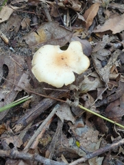 Tricholoma odorum