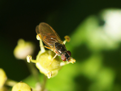 Syrphidae