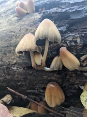 Coprinellus