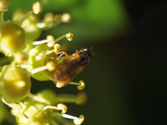 Syrphidae