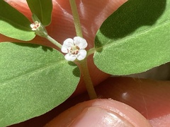 Euphorbia pediculifera