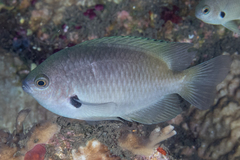 Pomacentrus alexanderae