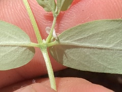 Euphorbia pediculifera