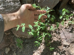 Euphorbia pediculifera