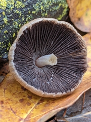 Coprinellus