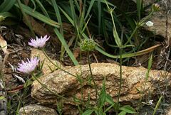 Knautia integrifolia