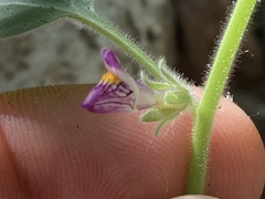 Pseudorontium cyathiferum