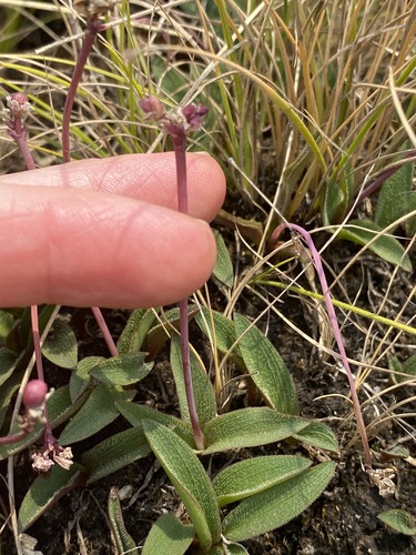 Drimiopsis comptonii image