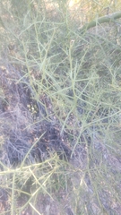 Parkinsonia microphylla