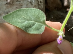 Pseudorontium cyathiferum