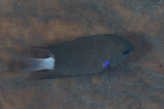Pycnochromis caudalis