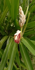 Alpinia calcarata