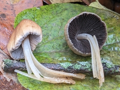Coprinellus