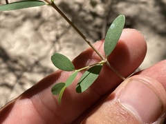 Euphorbia magdalenae
