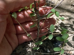 Euphorbia magdalenae
