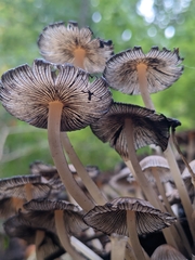 Coprinellus