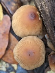 Coprinellus