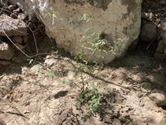 Euphorbia magdalenae