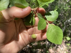 Bursera epinnata
