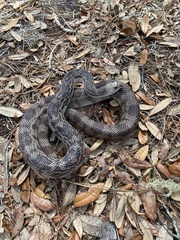 Pituophis melanoleucus mugitus