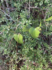 Smilax auriculata