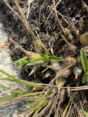 Polystachya zuluensis