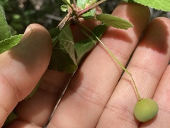 Bursera epinnata
