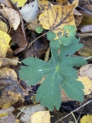 Geranium sylvaticum