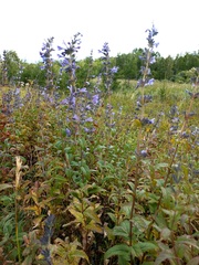 Nepeta sibirica
