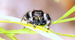 Phidippus texanus