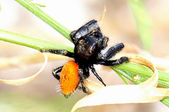 Phidippus texanus