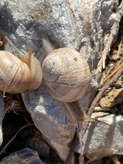 Helix nucula