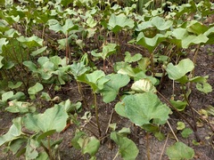 Petasites radiatus