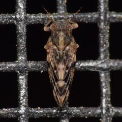 Pachypsylla celtidisvesicula