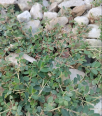 Euphorbia serpens