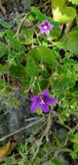Campanula pallida