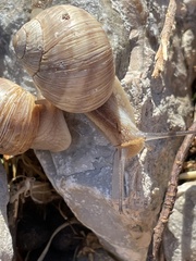 Helix nucula